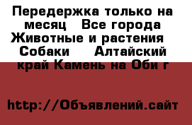 Передержка только на месяц - Все города Животные и растения » Собаки   . Алтайский край,Камень-на-Оби г.